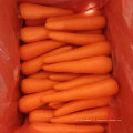 Свежий Морковный Напрямую От Фермеров